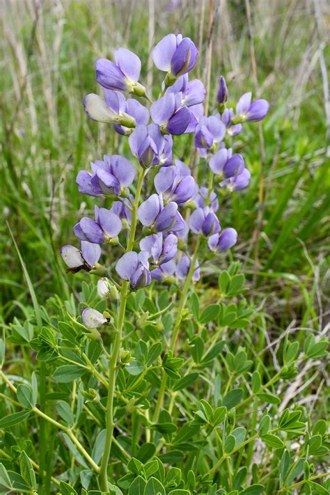 Dipping into Baptisia Again | Meristem