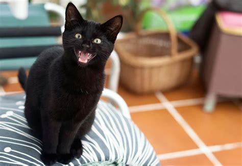 What Does You Re The Cats Meow Mean Catwalls