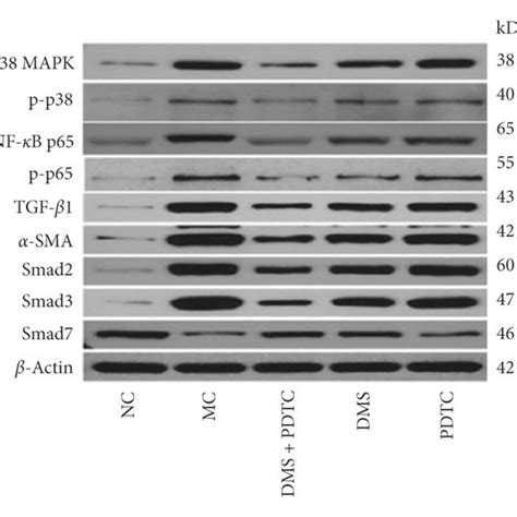 Dhzcp Regulates The Protein Expression Of The P38 Mapktgf β1smad Download Scientific Diagram