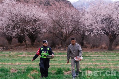 西藏林芝：田间地头践使命 移民警察助春耕