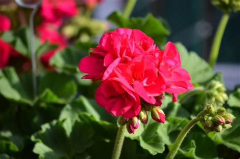 Pelargonium X Hortorum Survivor Neon Violet Zonal Geranium