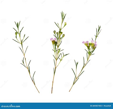 Set Of Pink Chamelaucium Flowers And Buds Isolated Stock Image Image