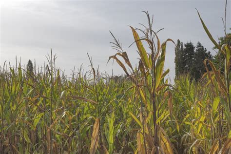 Corn Stalks in Late September after Harvest Stock Image - Image of industry, alternative: 232263349