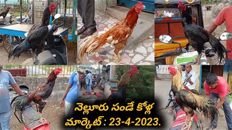 నెల్లూరు సండే కోళ్ల మార్కెట్ 23 4 2023 Nelloresundaymarket