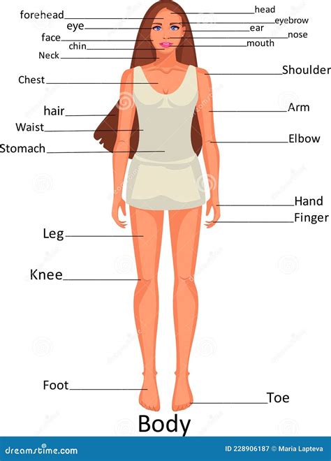 Diagram Of The Human Body Parts On The Girl Stock Vector Illustration