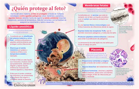 Mecanismos De Protecci N En El Tero Materno Ciencia Unam