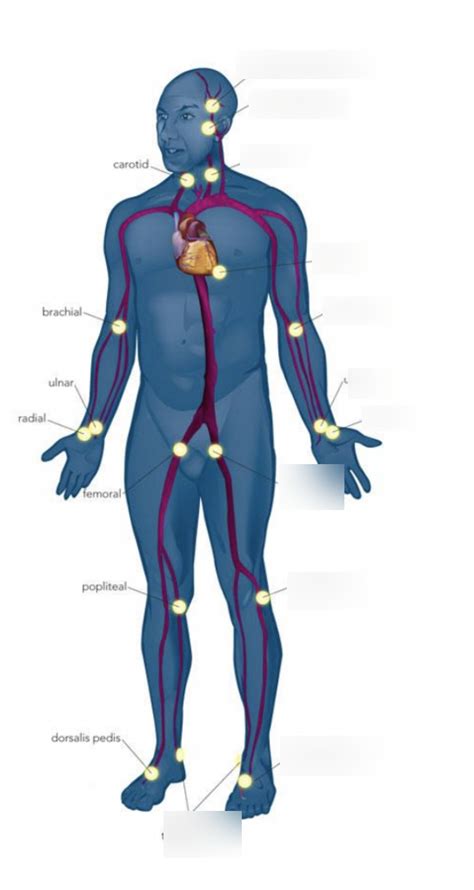 Pulse Points Diagram Quizlet