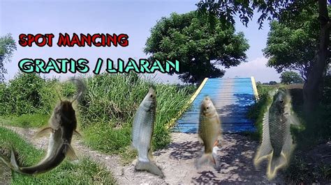 RUTE SPOT MANCING GRATIS KALI PEPE SIDOARJO BANYAK JENIS IKAN KUMPUL