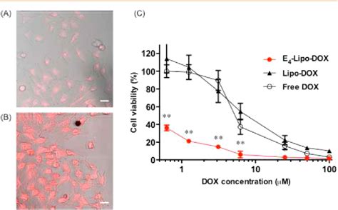 Figure From Application Of Coiled Coil Peptides In Liposomal