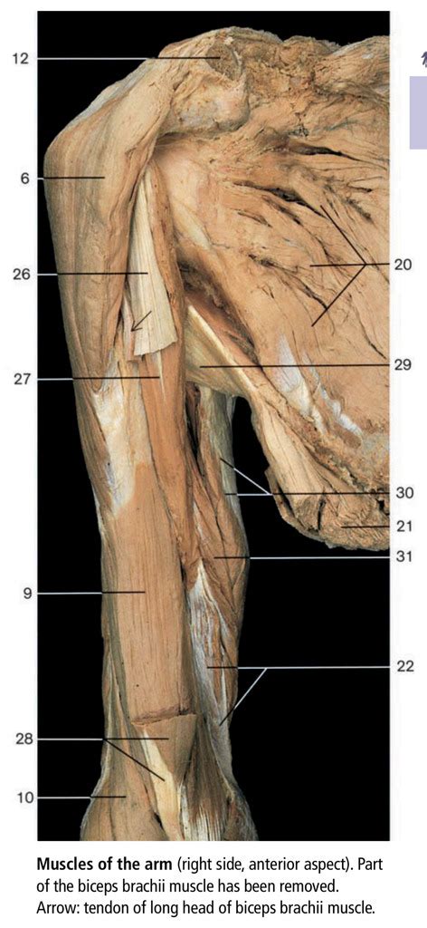 Anterior View Of Right Shoulder Arm Muscles 2 Diagram Quizlet