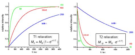 Nuclear Magnetic Resonance At The Institute For Molecular Cardiology Theory