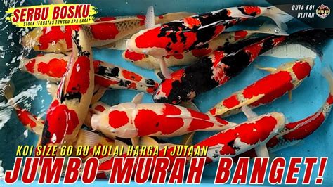 HARGA TERBAIK IKAN KOI JUMBO SIZE 60 CM MULAI 1 JUTAAN BURUAN SERBU