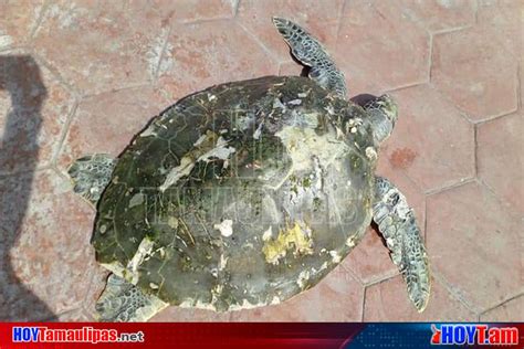 Hoy Tamaulipas Encuentran Otra Tortuga Muerta En Playa Miramar