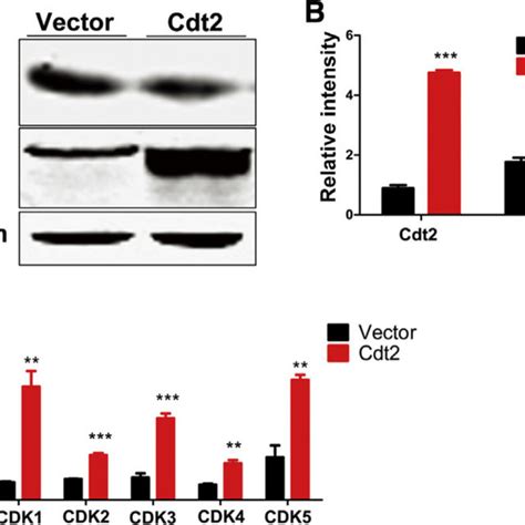 Cdt2 Activates Cdks Through Downregulating Cdks Inhibitor P21 A And Download Scientific