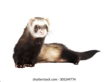 Grey Ferret Full Growth Lies Isolated Stock Photo Edit Now