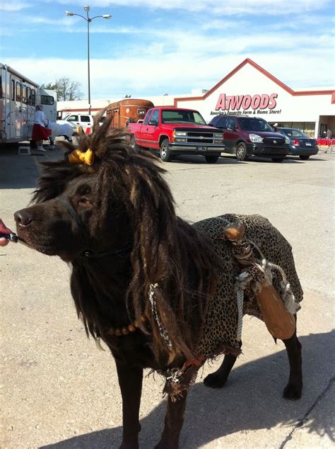 Pet Costume Caveman Pet Costumes Pets Dog Costume