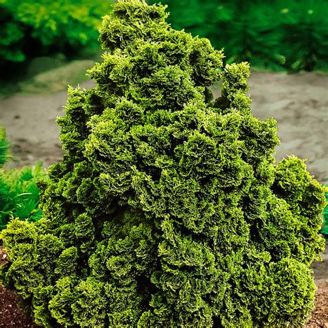 Graceful Dwarf Hinoki Cypress Shrubs For Sale Online The Tree Center