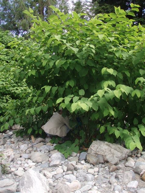 South Fork Snoqualmie River Knotweed Control Project King County