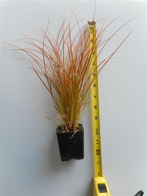 Orange New Zealand Sedge Carex Testacea Versatile And Easy To Grow