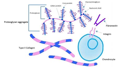 Cartilage Hyaline Elastic Fibrocartilage Teachmephysiology