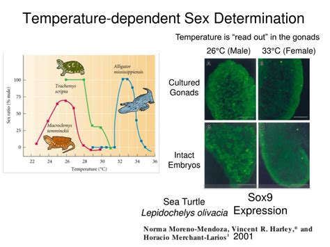 Ppt Sex Determination Powerpoint Presentation Free Download Id2279815