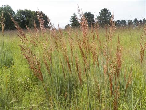 Nebraska Native Plants Grimms Gardens