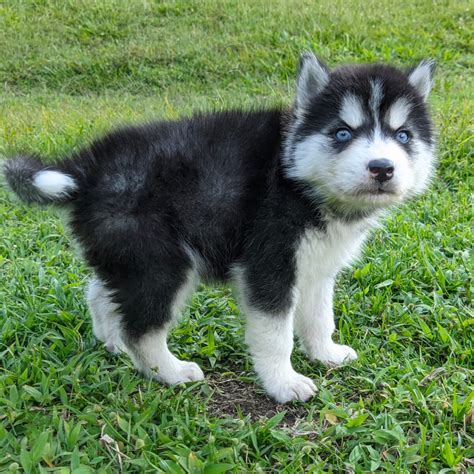 Lobo Siberiano Husky Puppy World