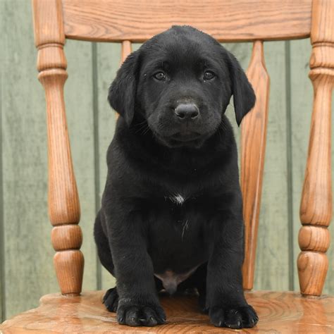 Lennox Labrador Retriever Puppy For Sale In Narvon Pa Lancaster