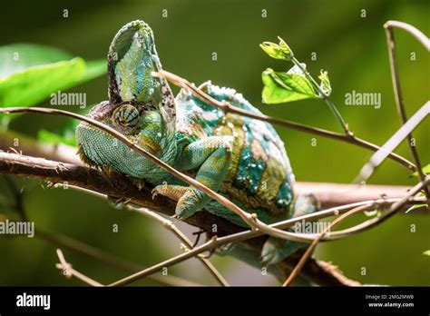 zoo animals in germany Stock Photo - Alamy