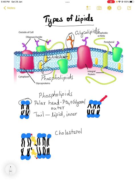 38 Label The Types Of Plasma Membrane Proteins