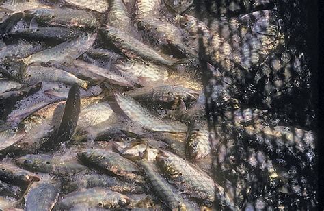 Anglers Petition Va Gov To Shut Down Large Scale Bay Menhaden Harvest