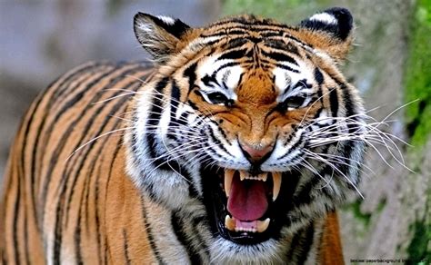 Angry Tiger | Best Wallpaper Background