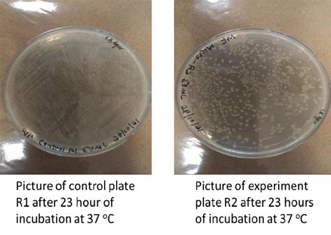 Pictures Of The Viable Cell Count Lb Agar Plate For Control And