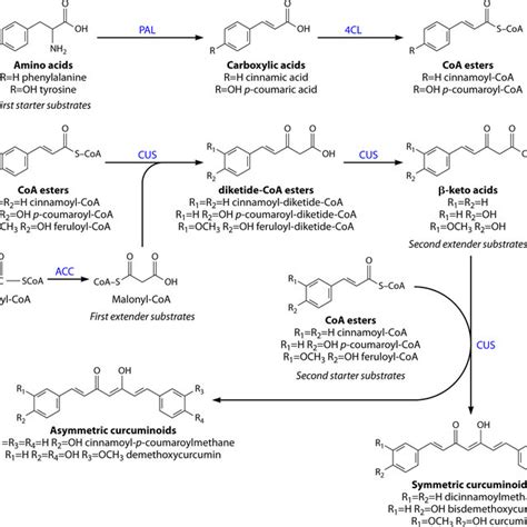 Biosynthetic Production Pathway Of Some Diarylheptanoids In Curcuma