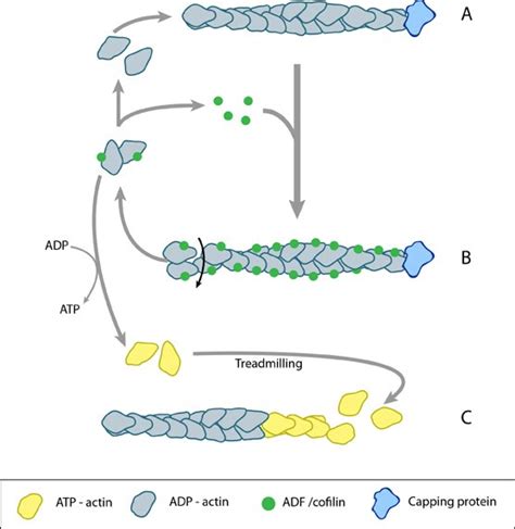 How Do Actin Filaments Depolymerize Mechanobiology Institute