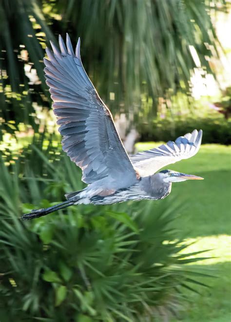 Great Blue Heron Wingspan Photograph by William Tasker - Fine Art America