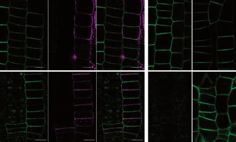 Boron Induced Degradation Of BOR1 Requires DRP1 Mediated Endocytosis