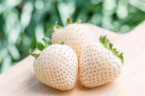 Japanese White Jewel Strawberry Rare Plant Seeds Whimsy And Wonder