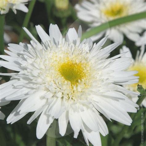 Shasta Daisy Leucanthemum Crazy Daisy Plug Flat MOONSHINE DESIGNS