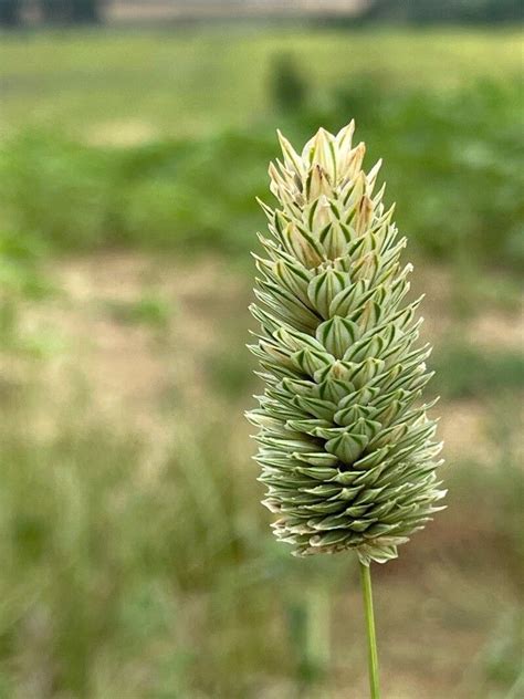 Phalaris brachystachys Link, Confused Canary grass (World flora) - Pl ...