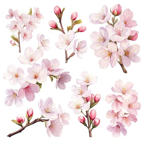 Premium Photo Vector Watercolor Cherry Blossom Collection