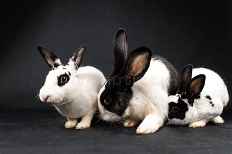 Conejos Mini Rex Y Conejo Domesticado Aislados En Fondo Negro Foto De