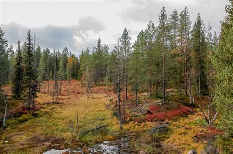 Pantano Bosque Otoño Foto gratis en Pixabay Pixabay