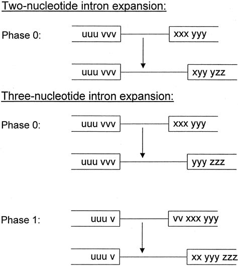 Intron Evolution As A Population Genetic Process PNAS