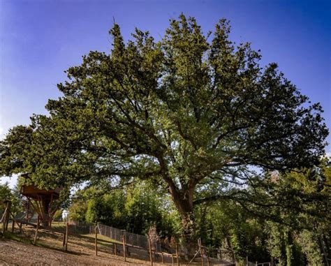 Scopri I 10 Alberi Monumentali Più Belli dItalia Ecobnb