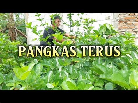 Pangkas Batang Rutin Bahan Bonsai Sancang Youtube