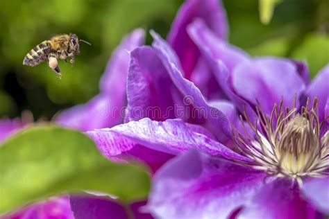 Macro De Abeja Recolectando Polen En Una Flor Levander Cerca Imagen De