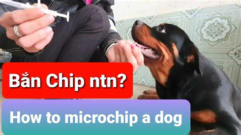 Cách Bắn Micro Chip Cho Chó How To Microchip A Dog Rottweiler Gervi