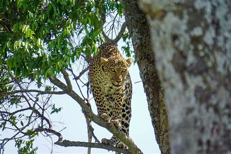 Days Nights Masai Mara Budget Safari From Nairobi Lodge Stay