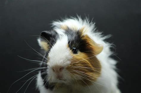 Ringworm In Guinea Pigs Signs Causes And Treatment